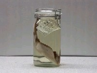 藏品(丁氏木鏟電鱝)的圖片